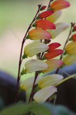 sternwinde Quamoclit mina lobata.jpg