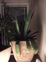 agave.JPG