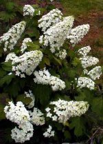 snowflak_shrub.jpg.74c12fe8156a9d7a0cf58bdb690d52df.jpg