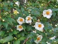 stewartia_pseudocamelia.jpg.23926f984e036fa851985ad9967af209.jpg