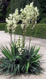 Yucca.jpg.4ab5360fcfa21e8c6dd5b7c20add98e6.jpg