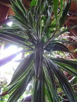 dracaena-1.jpg.04cbb12bd3e36d6d662dd8c2925011b0.jpg