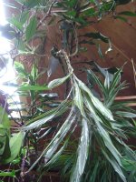 dracaena-2.jpg.0c49c1c544ab803c0336e36f2e5cf0b7.jpg