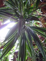 dracaena-5.jpg.d1c7c031f378c888a4d74c17e783c483.jpg