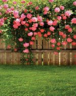 5X7FT-Roses-Blossoms-Wood-font-b-Fence-b-font-font-b-Garden-b-font-Photography-Background.jpg....jpg