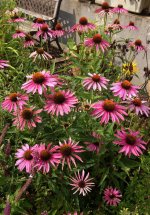 Echinacea.jpg.6306f3a8c56df9f1397671b486c733a0.jpg