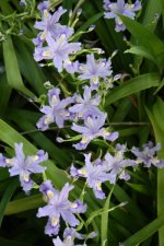 iris-japonica-skirt-chaser-03s263.5.i-9991.s-62738.r-01.jpg.9742feea6b349c6c3f277ce8a95844bf.jpg