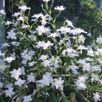 2015-Japanese-Iris-Japonica-Flowers-Seeds-100PCS-White-Iris-Orchid-seeds-Japanese-Rare-Flower-...jpg