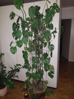 Monstera.jpg.b2e2aaa4220371f35f655903566de654.jpg