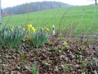 2.4.2016-Blumen-7.jpg.b144e450aeba37f835a4b94d9ede7def.jpg