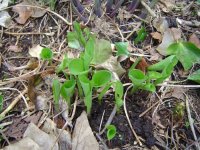 hosta-22.4.2016-3.jpg.03978b6b97f7931b4c544c520f62d8db.jpg