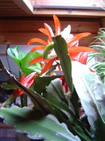 10.5.2016-schlumbergera-3.jpg.00f44306b4a688c286dc1f4674699802.jpg