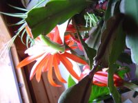 10.5.2016-schlumbergera-5.jpg.265b1335a4fd1143d9c1852bc6118ac1.jpg