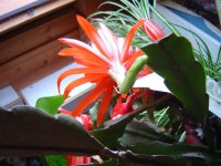 10.5.2016-schlumbergera-6.jpg.43780589b7297e8cca57b6e3acb74fd3.jpg