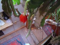 10.5.2016-schlumbergera-7.jpg.a624d288c4edbf18bdbfc662fe0109e9.jpg