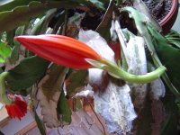 10.5.2016-schlumbergera-8.jpg.b40e95ddf3dd06785dc7ed4dc66a7cee.jpg