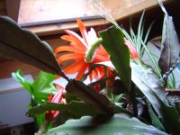 10.5.2016-schlumbergera-9.jpg.4c41e6489f5d4299a18b9a256d08618c.jpg