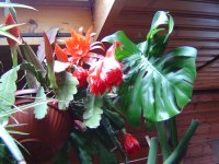 10.5.2016-schlumbergera-11.jpg.47eedd23d6ac3c21d5d17b5b9695af7a.jpg