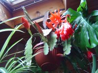 10.5.2016-schlumbergera-12.jpg.2778fff16032fc1bdd1c6cb61ddebe16.jpg