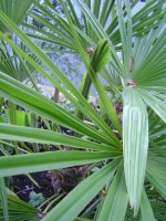 18.5.2016-hosta-palme-4.jpg.3a920f4d94bbfbfdb66175b9c627501f.jpg