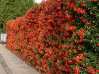 pyracantha-coccinea.jpg.3fc5a4d005ed608945599b4e93963f50.jpg