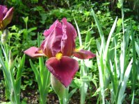 6.6.2016-iris-4.jpg.aba0ae1b6261c04cfe6ad5f4d1a63bc4.jpg