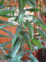 Dracaena-1.jpg.f4d09751c144f525cbf4245fe8e9984e.jpg