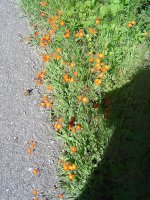 23.6.2016-gartenspaziergang-20.jpg.b361a12e7adcd90f2bc539331fe388fc.jpg