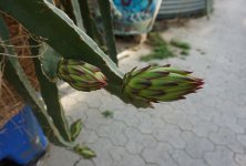 Pitahaya_2.jpg.2224ad6e9d7774b01b3b774d2231b1b7.jpg