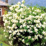 philadelphus-belle-etoile-01.jpg.f346d125cdf2ed38cee4f17326a56396.jpg