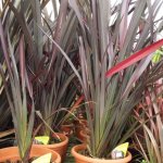 phormium-in-the-red.jpg.834c9086926ccfc4770d27bc93e6443f.jpg