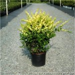 ustrum-japonicum-Howard-Howard-Japanese-Ligustrum-1326827010.jpg.4ae16ef96aad28e68341dadebab93...jpg