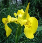 iris-002.jpg.9292a897f68648dffb014b3a9115b2ca.jpg