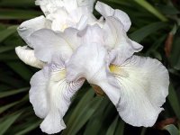 iris-003.jpg.a69bf116c5563e0940ad1d2d0e7012ba.jpg