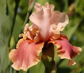 iris-007.jpg.0f94454ae4cfcceeb8db832ebeea6c83.jpg