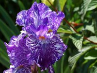 iris-009.jpg.f496cd52a23d9af19ed71193c1ec02c0.jpg