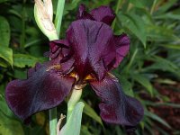 iris-015.jpg.ab491c32702a94d4b659154f76a33540.jpg