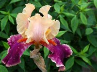 iris-018.jpg.b9b4e3f1691ca366c0f57f697c7db8cb.jpg