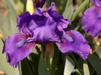 iris-028.jpg.466e2e80f6cf52d6ee12ac99f8455028.jpg