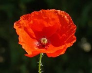 mohn-007.jpg.a87ea3aeeca7c390a0cdda216c5e7b47.jpg