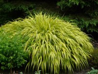 hakonechloa_macra_aureola23_300.jpg.bb51966e9d1e9edaae69e0de2ade2257.jpg