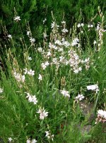 594px-Gaura_lindheimeri4.jpg.e34c9a89317e3bd23934782729fb5f96.jpg