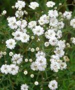 gypsophila_hybride_compacta_plena69_250.jpg.93c1165e88da48f15b1065c72e93b1c6.jpg