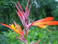 Canna-Trume-02.jpg.e4c0bd78901b56819473c4503c0b2c64.jpg