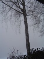 8.2.2017-nebel-3.jpg.471cd49f3372c56e35d3a8e9ab126bba.jpg