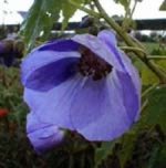 Abutilon_vitifolium_mauve.jpg.7c18cd94d2c88d1943e4ef01611a8044.jpg