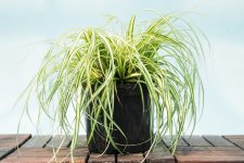 gelbgruene-garten-segge-carex-oshimensis-evergold-3l-container181501_origin_img.jpg.cc26a3ad67...jpg