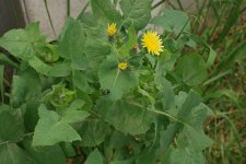 Sonchus-oleraceus-2.jpg.2d0c41a9b74ba750edac119e34641dca.jpg