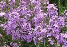 nachtviole-hesperis-matronalis_01_samen_910172.jpg.2c63bdf9120c61c6b1614f2b6475a998.jpg