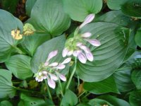 59721c3de68a1_21juli2017hostas2.jpg.0ed4f0163c8616655ba667dbb6438760.jpg